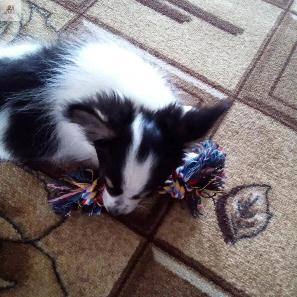 Toy for dogs Dogs