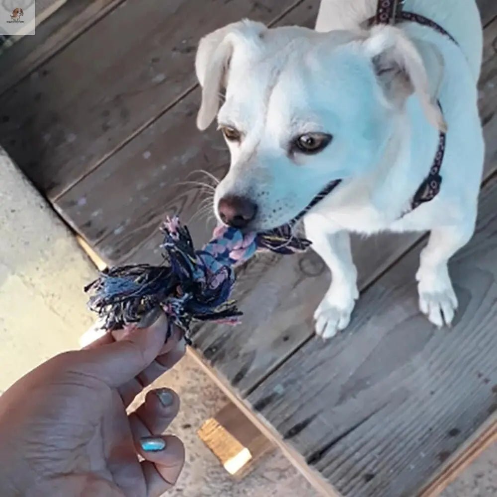 Toy for dogs Dogs