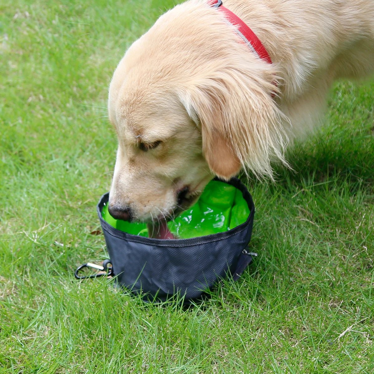 Collapsible water and dog food bowl - My/ Goods_for_PetsCollapsible water and dog food bowl7blackMy/ Goods_for_PetsMy/ Goods_for_Pets