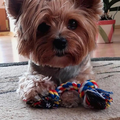 Toy for dogs Dogs