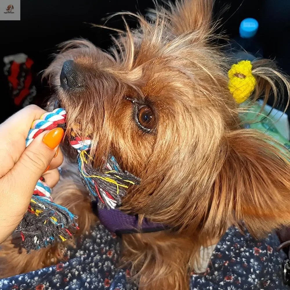Toy for dogs Dogs